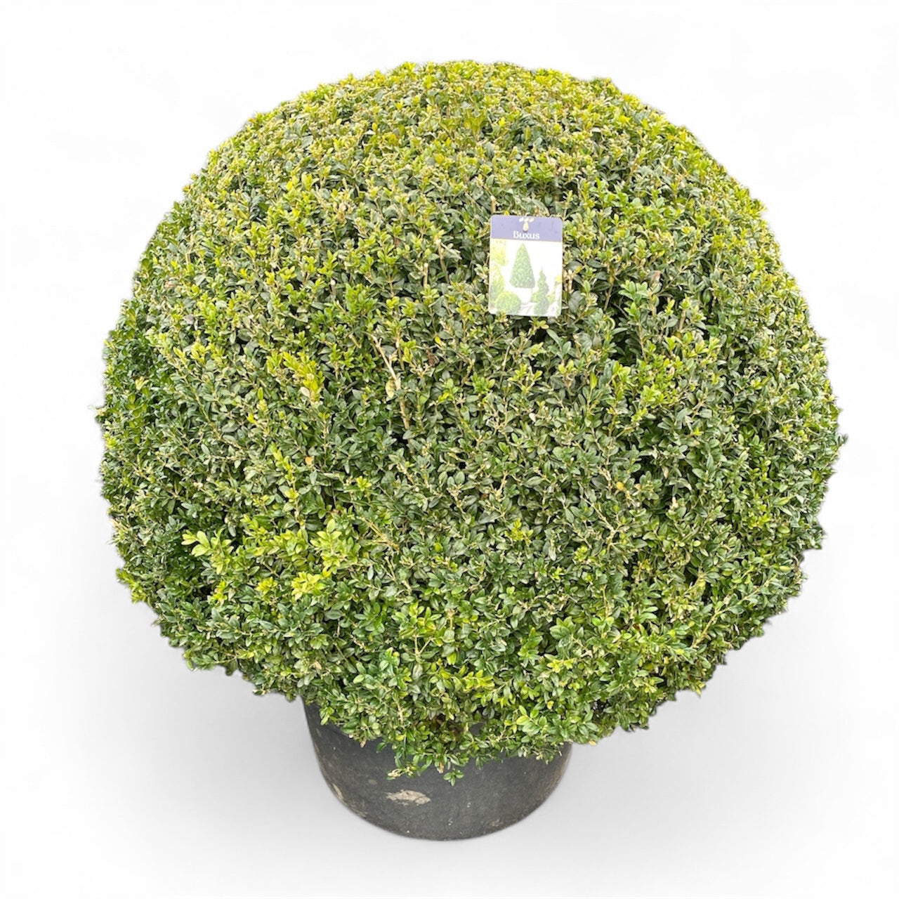 Buxus sempervirens ball 135cm 70cm Pot