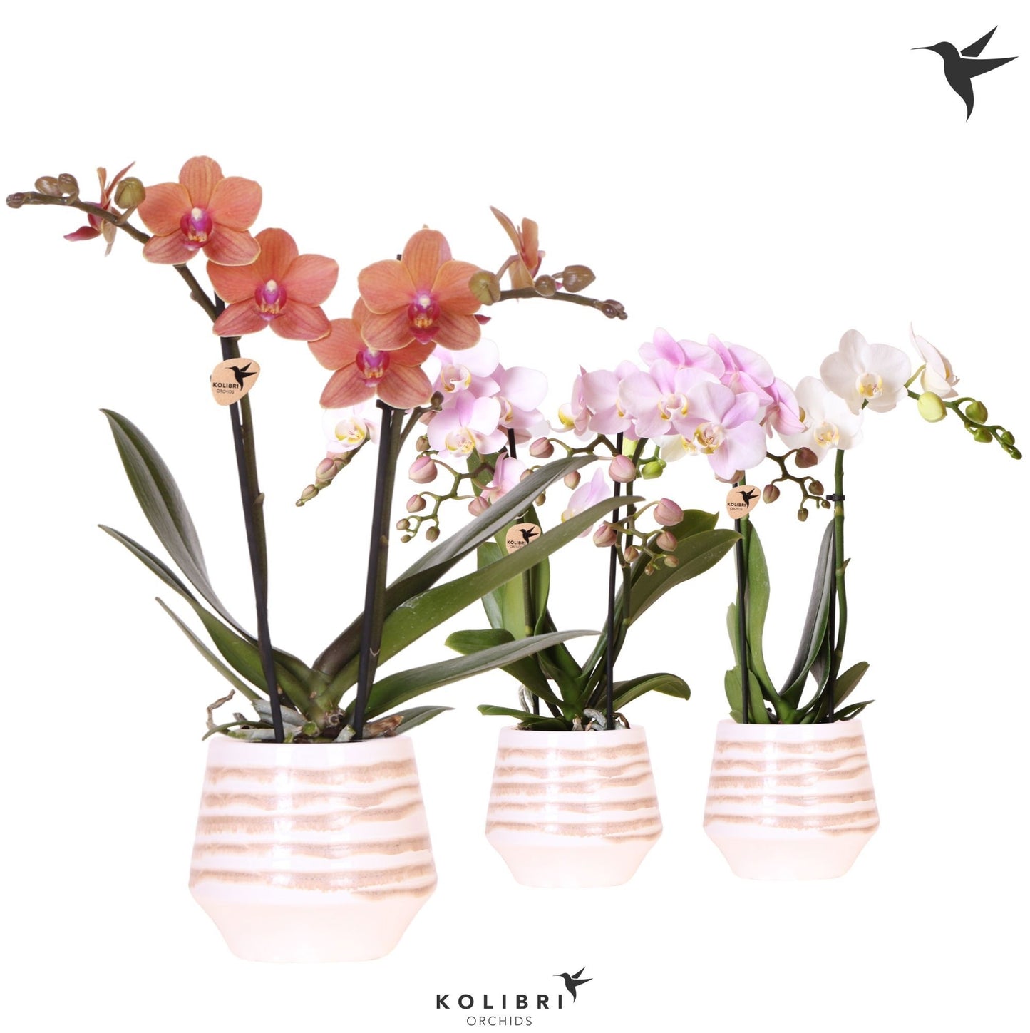 Phalaenopsis mix 40cm 9cm Pot