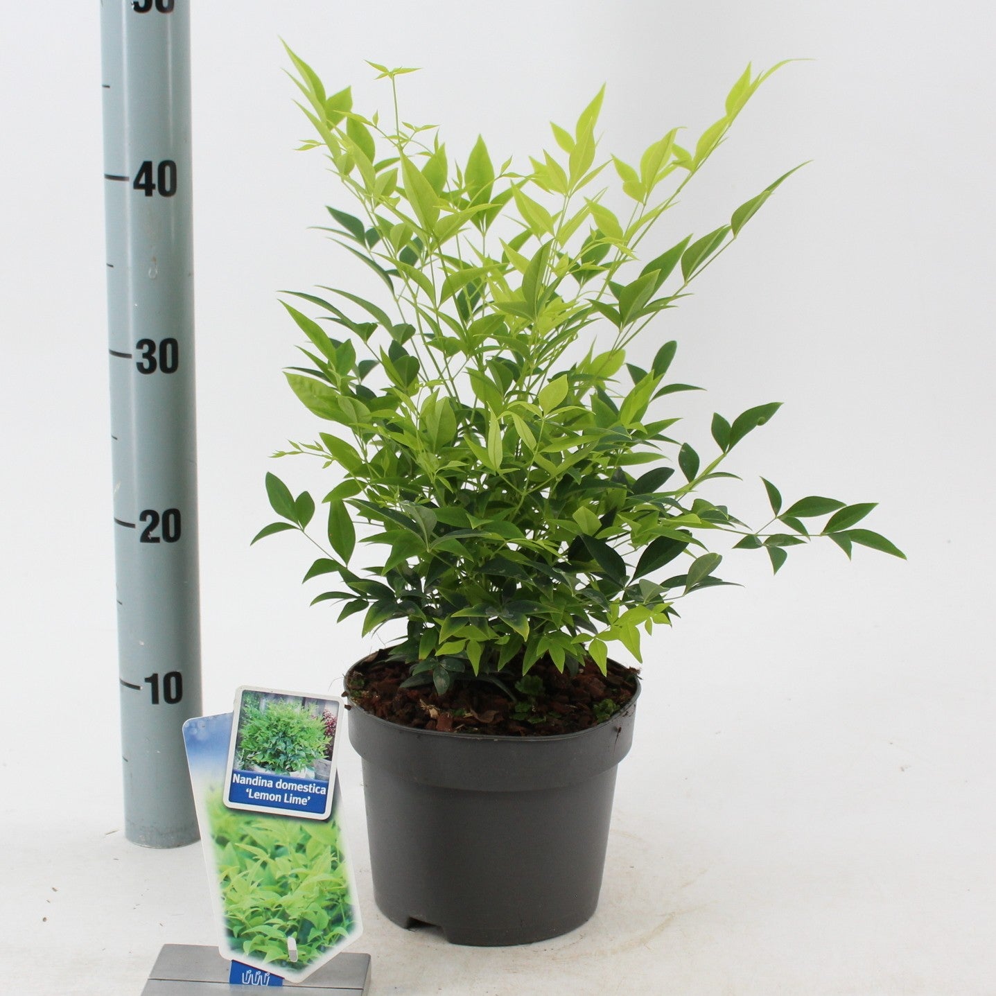 Nandina dom. Lemon & Lime 40cm 17cm Pot