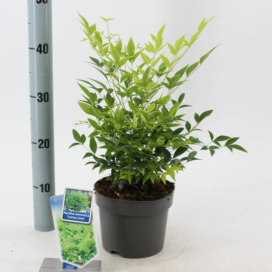 Nandina dom. Lemon & Lime 40cm 17cm Pot