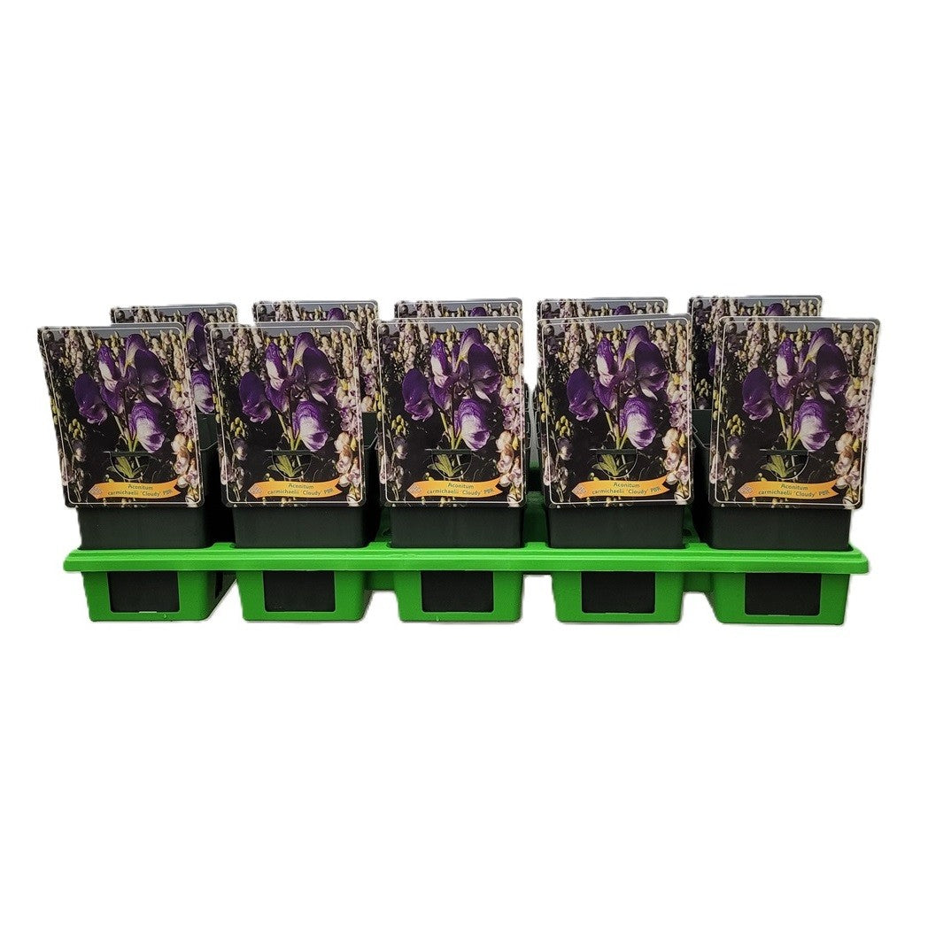 Aconitum mix 25cm 11cm Pot