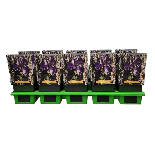 Aconitum mix 25cm 11cm Pot