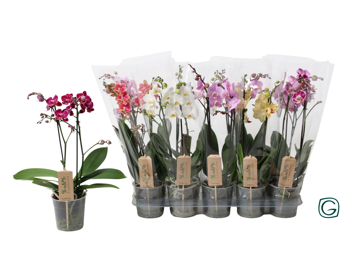 Phalaenopsis mf. mix 38cm 12cm Pot