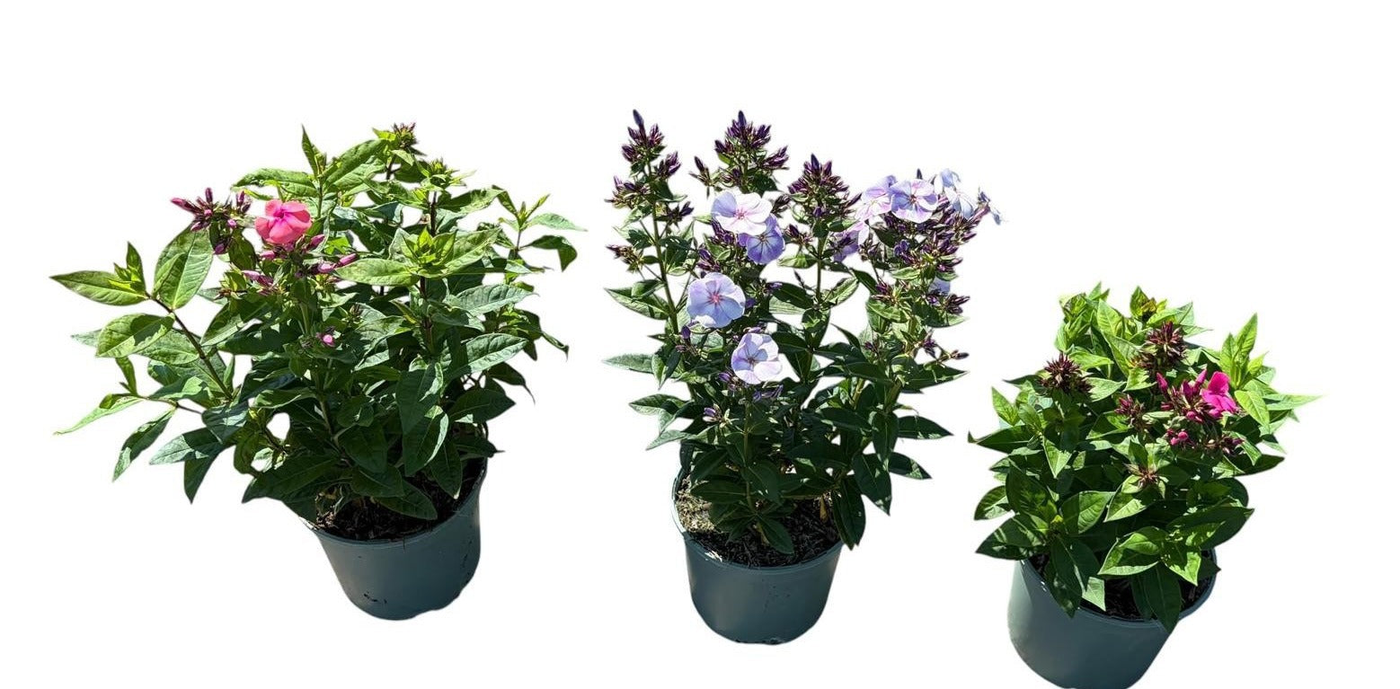Phlox paniculata mix 45cm 17cm Pot