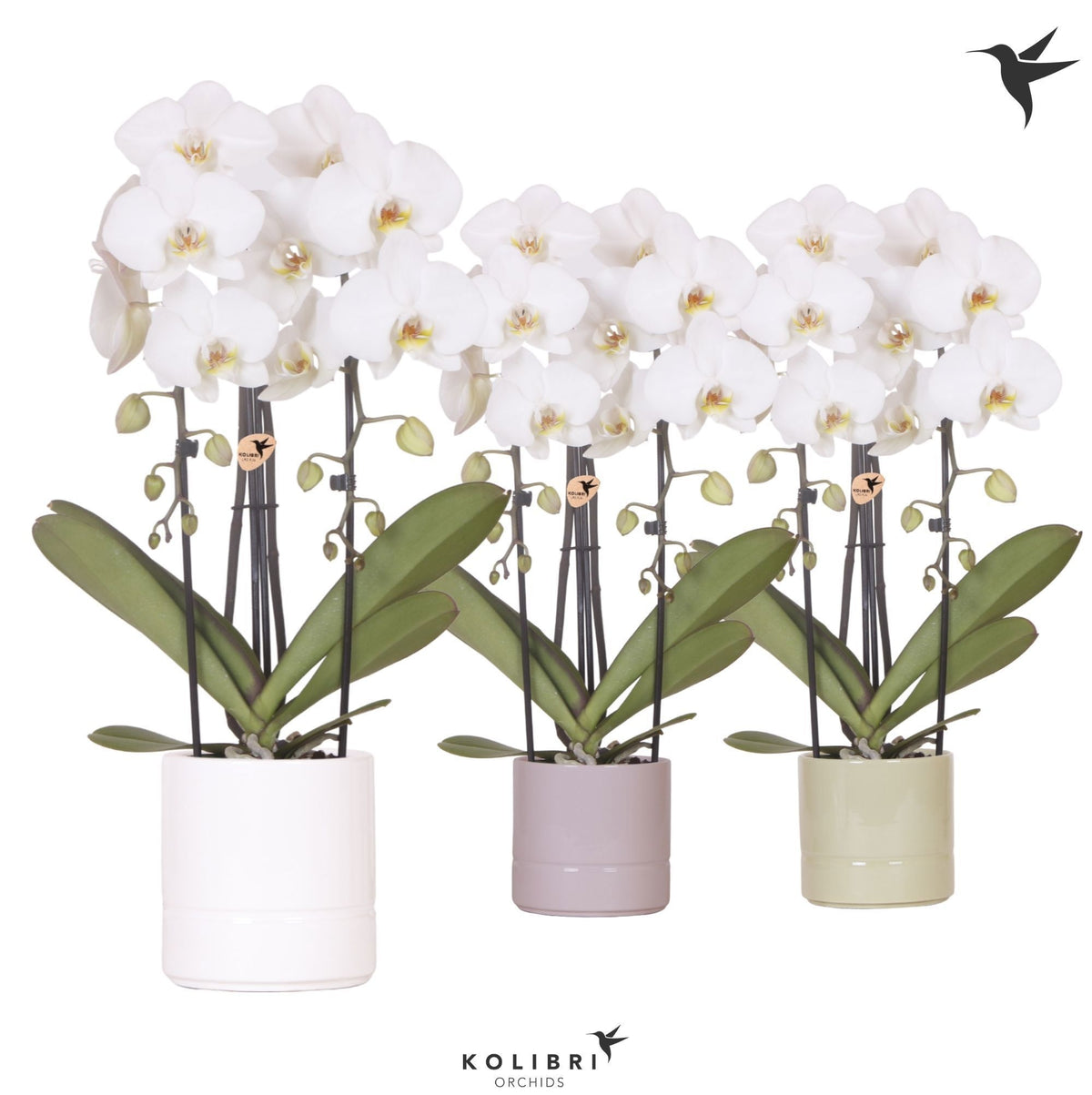 Phalaenopsis Elegant cascade 50cm 12cm Pot