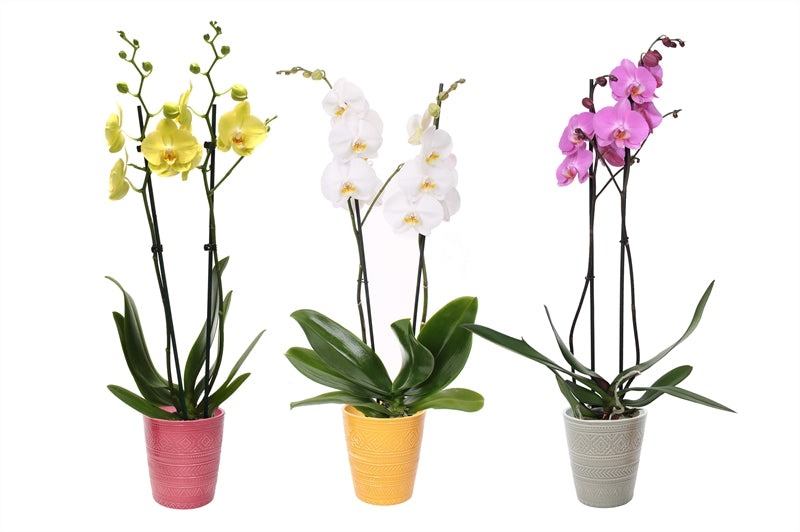 Phalaenopsis mix 55cm 12cm Pot