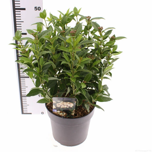 Viburnum tinus Ladybird 40cm 23cm Pot