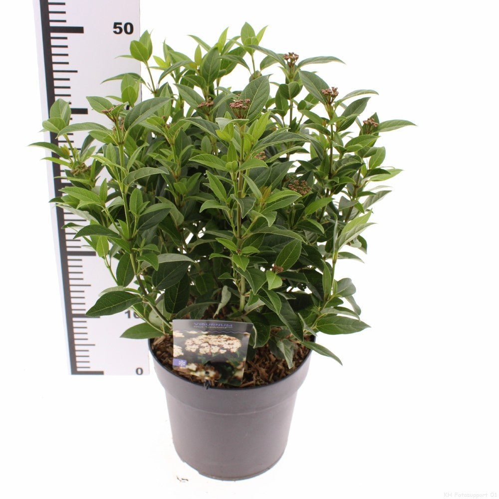 Snepvangers Tuinplanten Viburnum tinus Ladybird Pack of 1