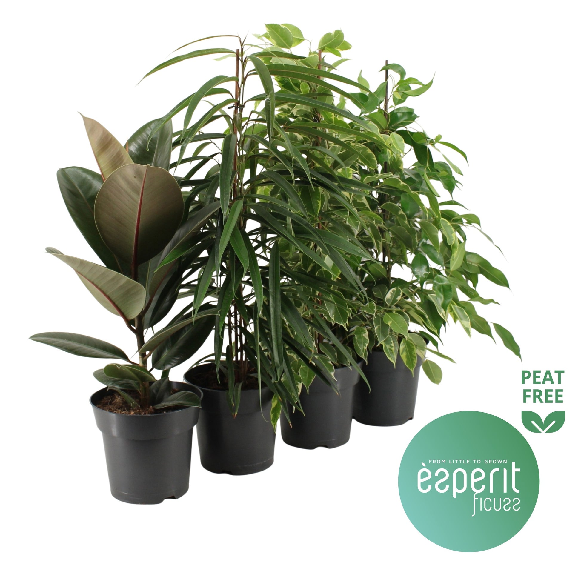 Ficus mix 50cm 17cm Pot