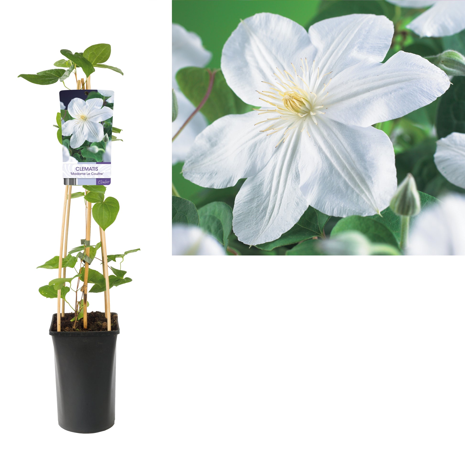 Clematis Madame Le Coultre 75cm 17cm Pot