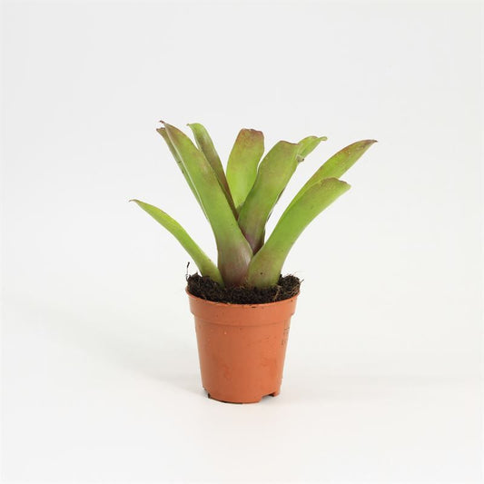 Aquarium plant mix 10cm 5cm Pot
