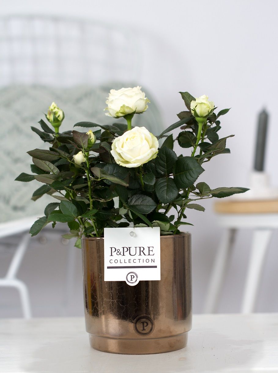 Rosa Beau Monde white 28cm 12cm Pot