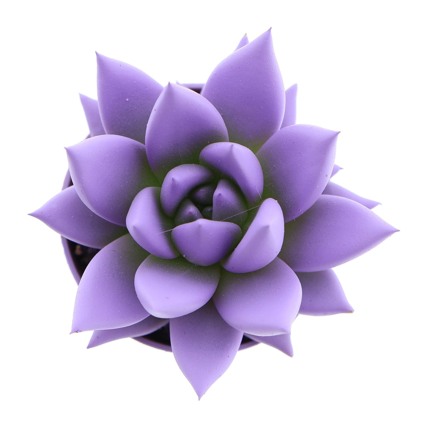 Rainbow purple 8cm 505cm Pot