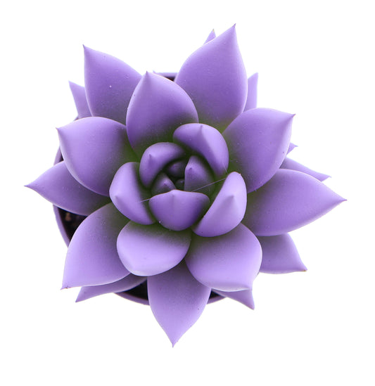 Rainbow purple 8cm 505cm Pot