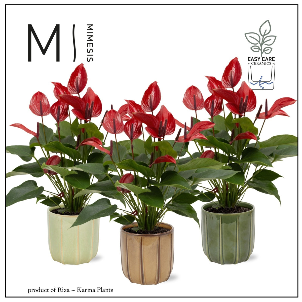 Anthurium Banderola Lava 45cm 12cm Pot