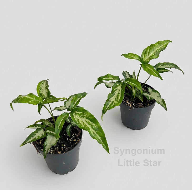 Syngonium Hybrid 22cm 12cm Pot