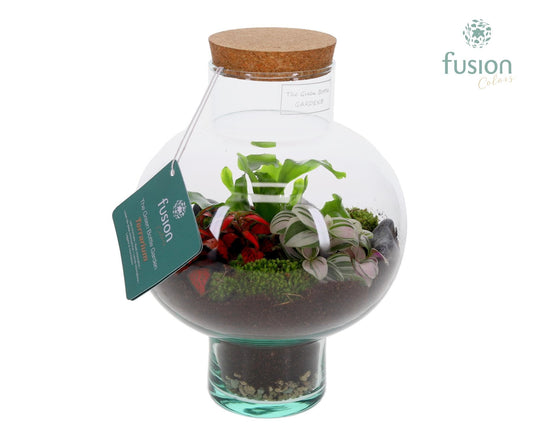 Green Bottle Laura Small met Terrarium arrangement 3pp 25cm 20cm Pot