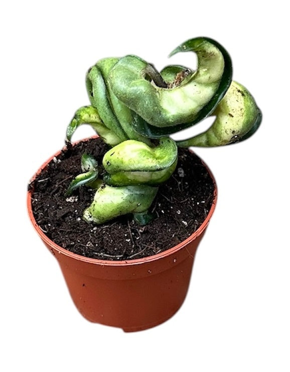 Hoya australis 8cm 6cm Pot