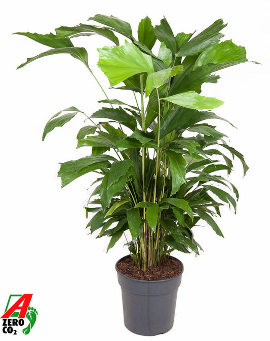 Caryota mitis 130cm 24cm Pot