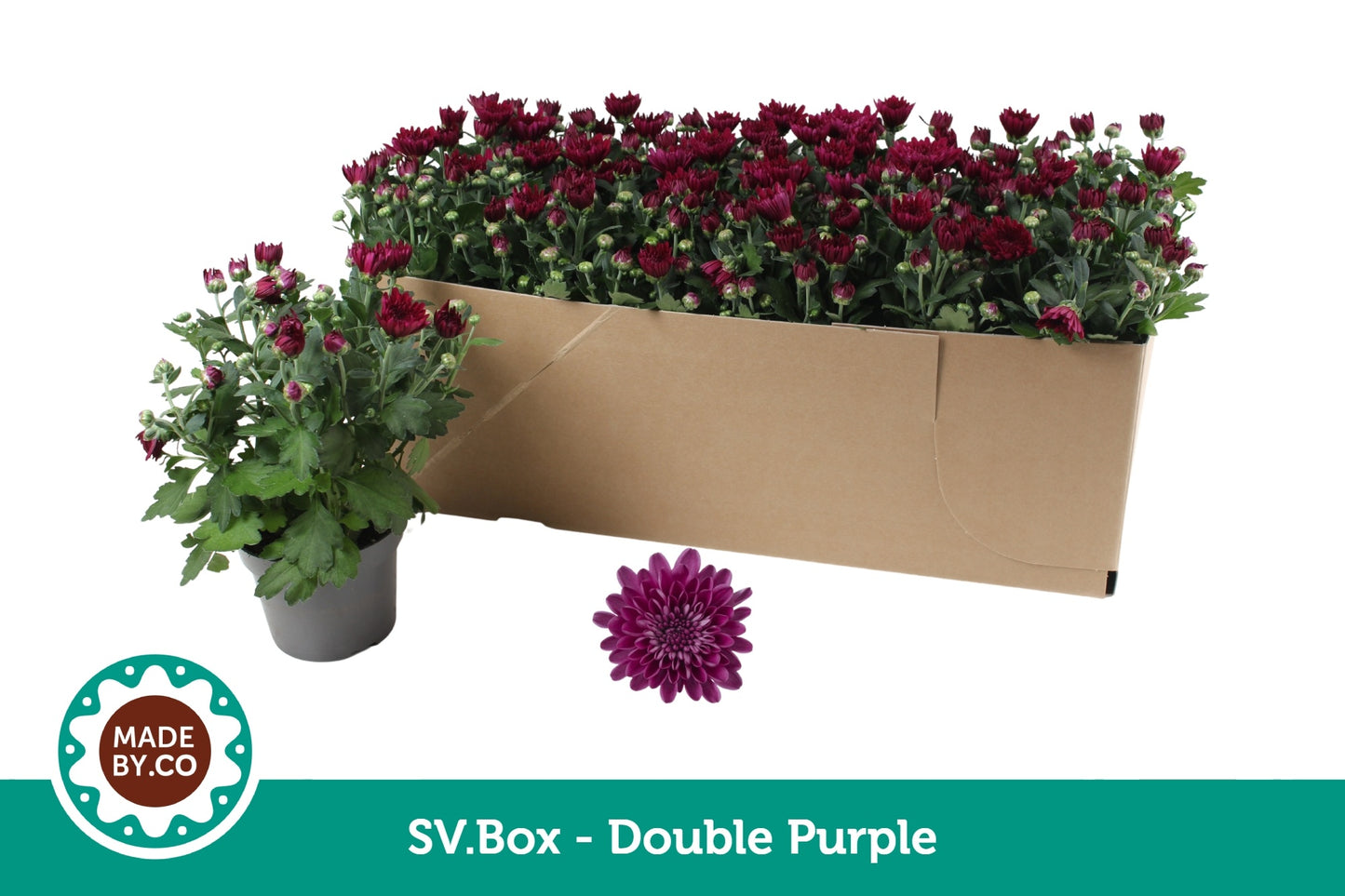 Chrysanthemum Mount Aubisque Purple 25cm 12cm Pot