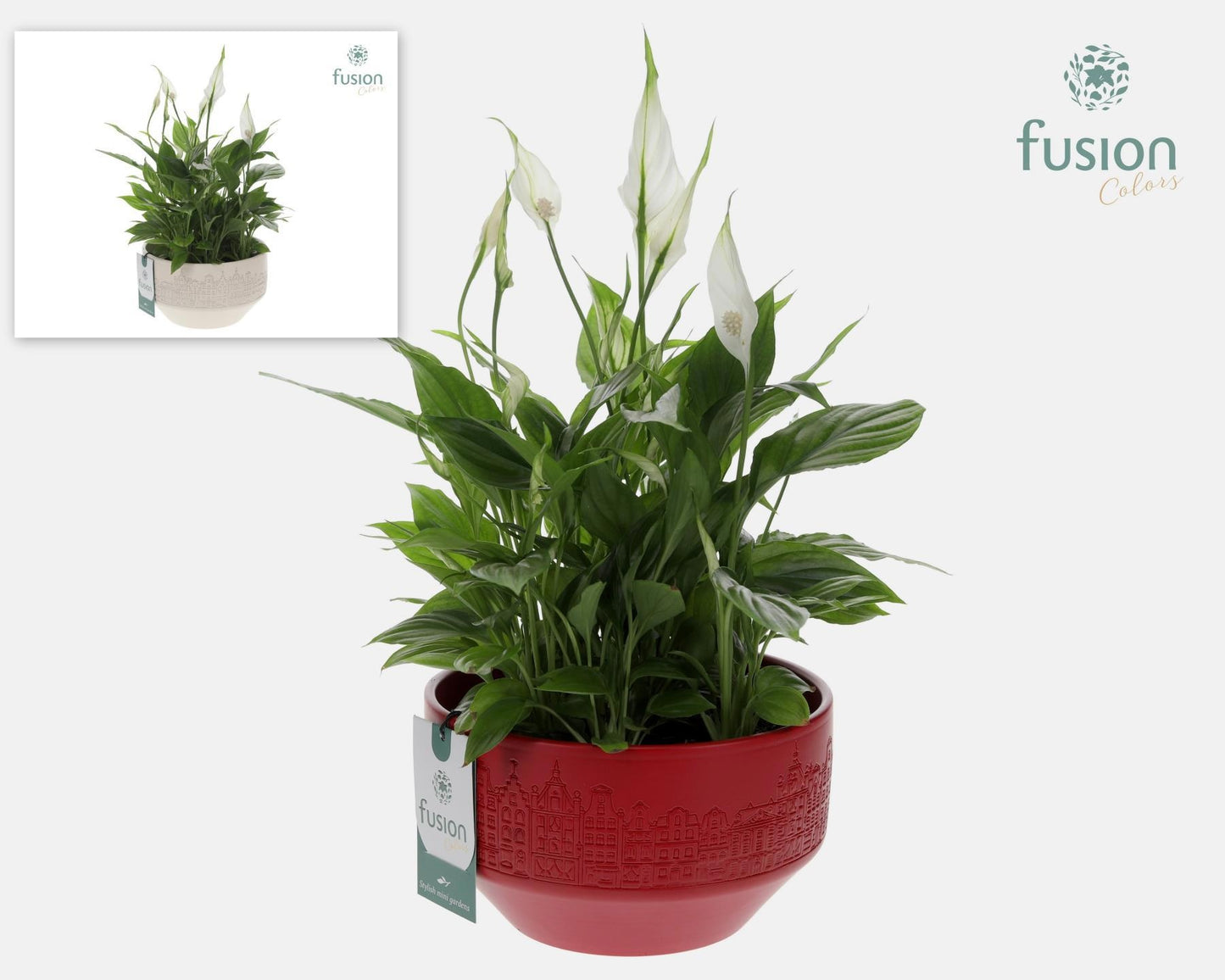 Fusioncolors BV Keramiek schaal Large met Spathiphyllum Pack of 3