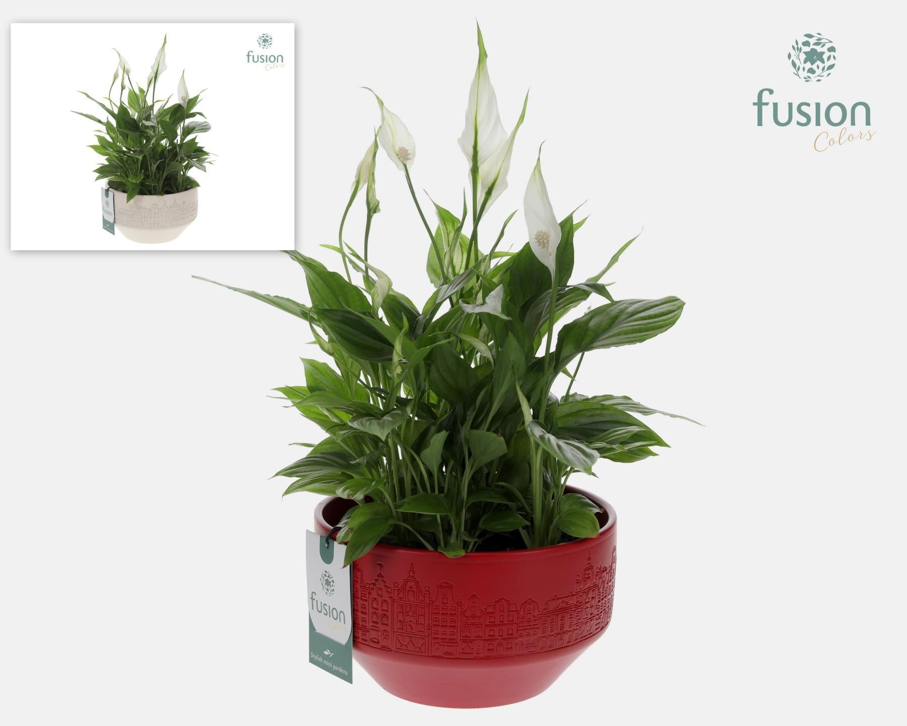 Fusioncolors BV Keramiek schaal Large met Spathiphyllum Pack of 3