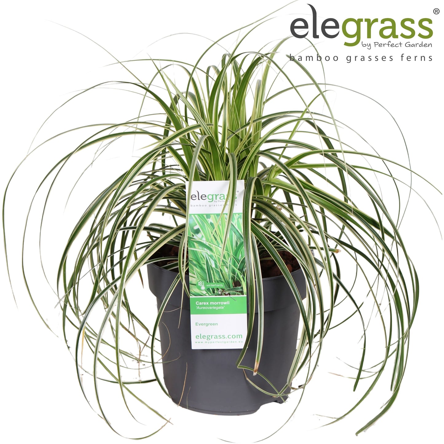 Hoogeveen Plants BV Carex morrowii Aureovariegata Pack of 1