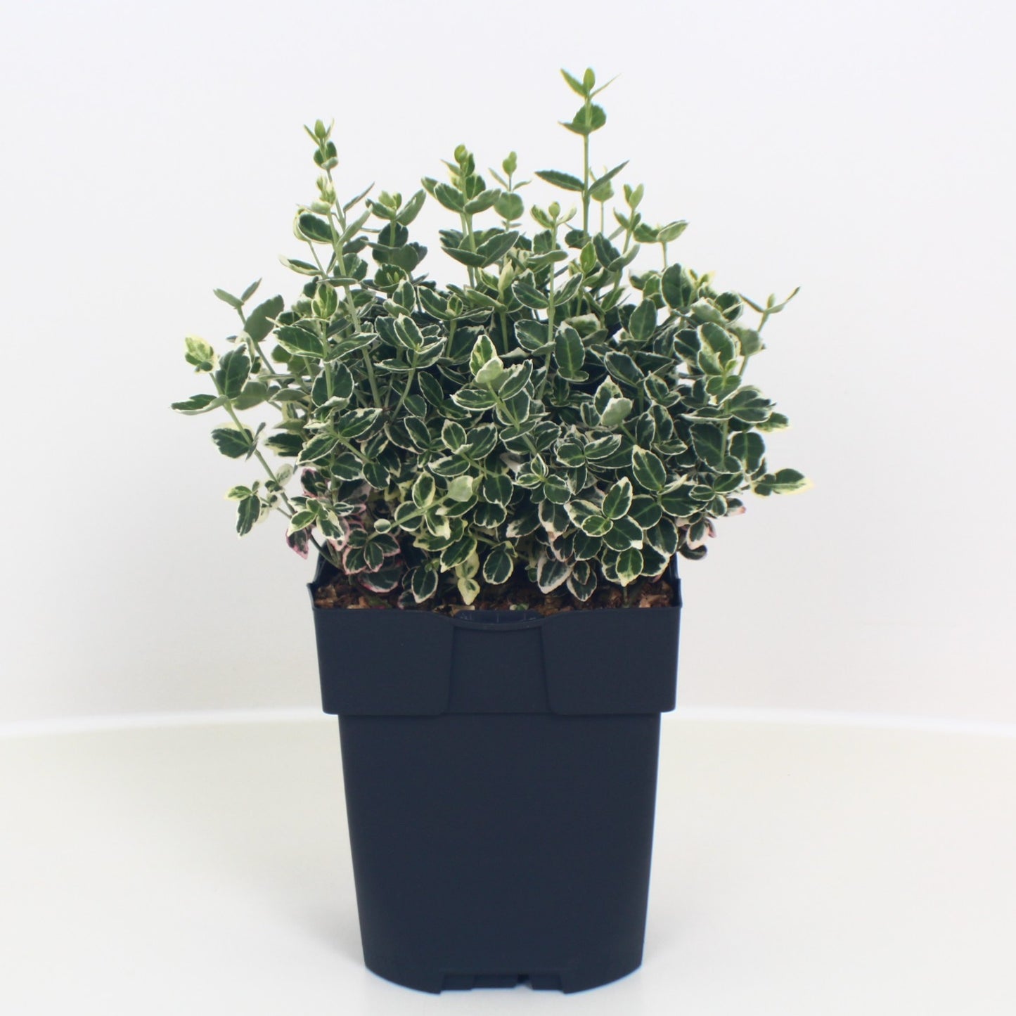Buitenhuis VOF, Koos Euonymus Emerald Gaiety Pack of 6