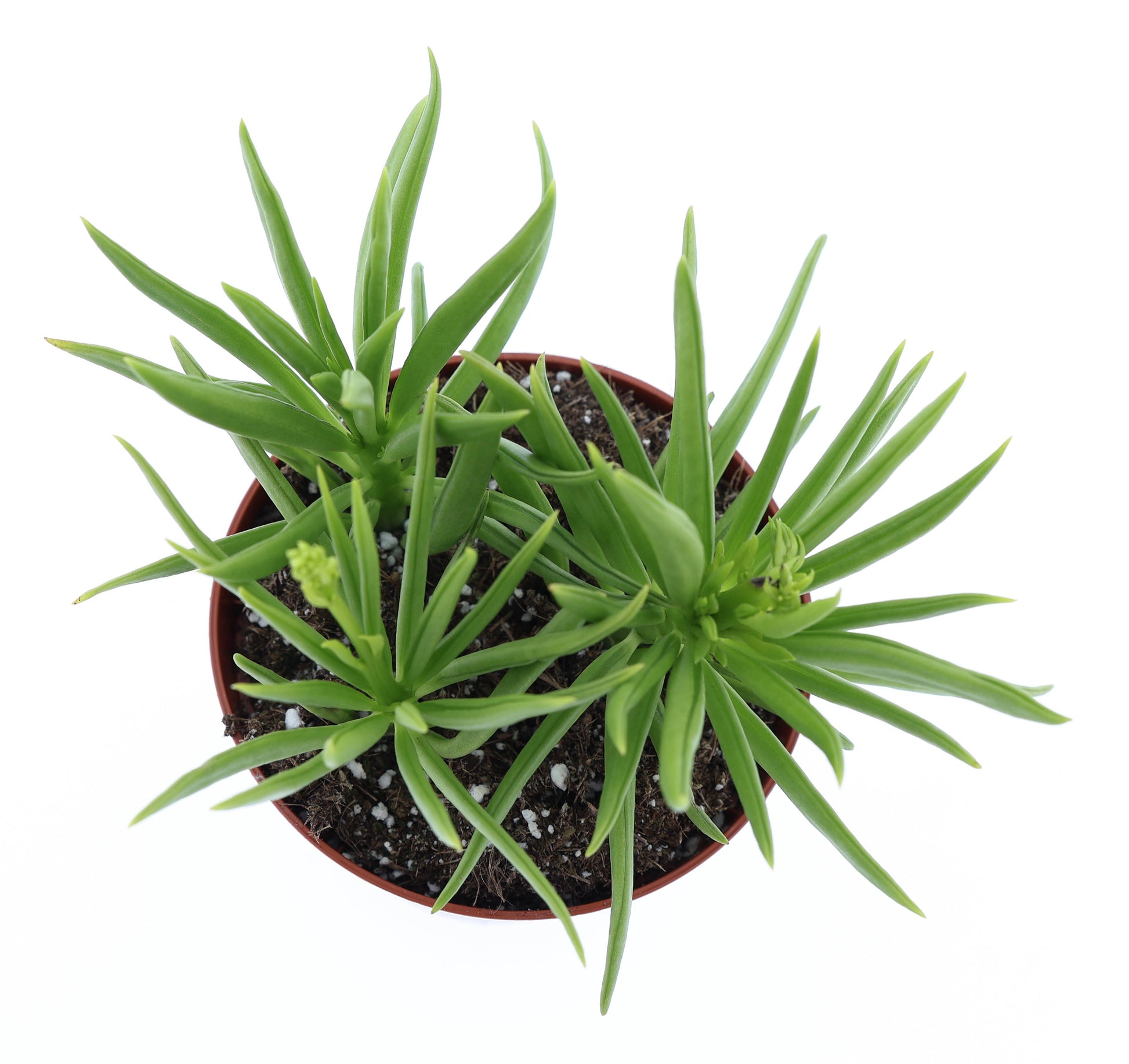 Peperomia Happy Bean 10cm 8.5cm Pot