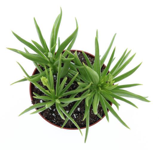 Peperomia Happy Bean 10cm 8.5cm Pot