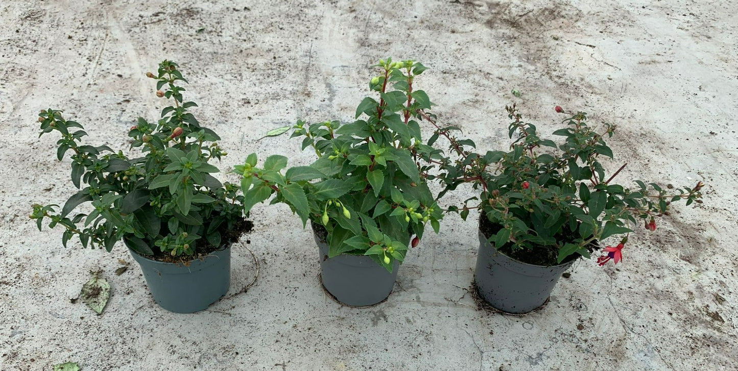 Fuchsia mix 20cm 9cm Pot