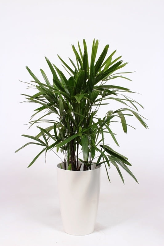 Rhapis excelsa 120cm 29cm Pot