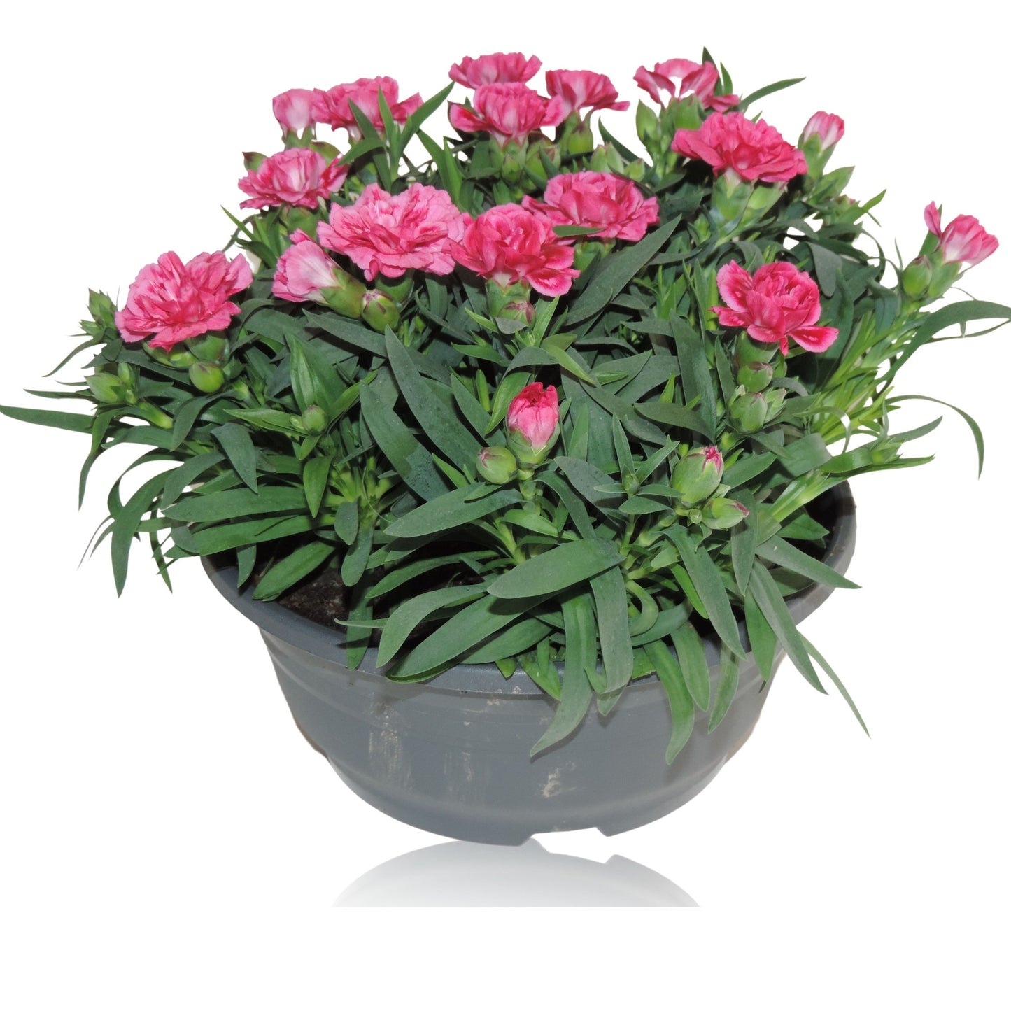 Dianthus Oscar Purple Star 15cm 23cm Pot