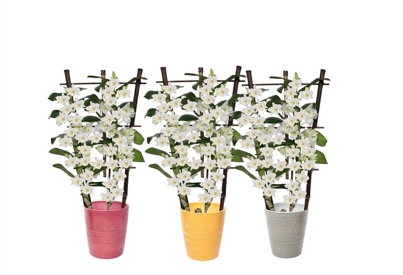 Dendrobium nobile white bow 50cm 12cm Pot