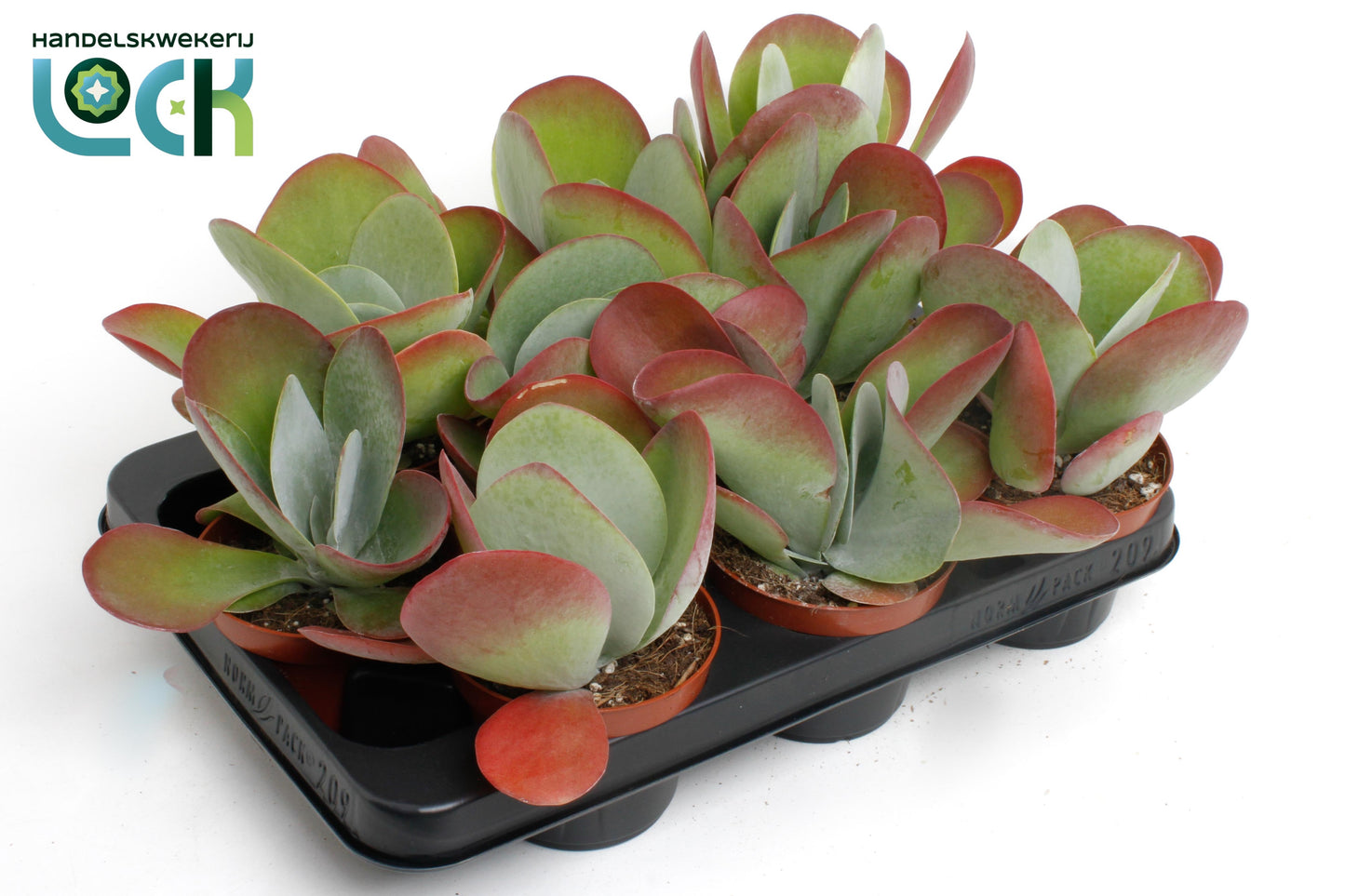 Kalanchoe thyrsiflora Red Lips 15cm 510cm Pot