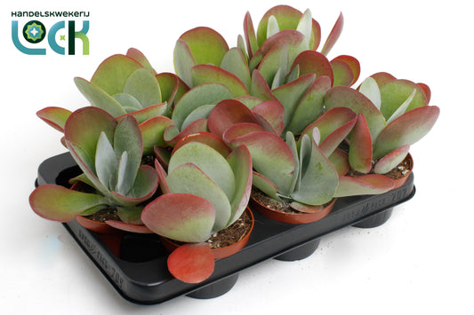 Kalanchoe thyrsiflora Red Lips 15cm 510cm Pot