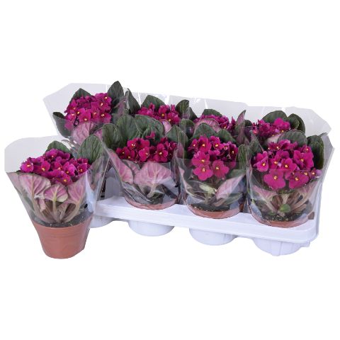 Saintpaulia ionantha 20cm 12cm Pot