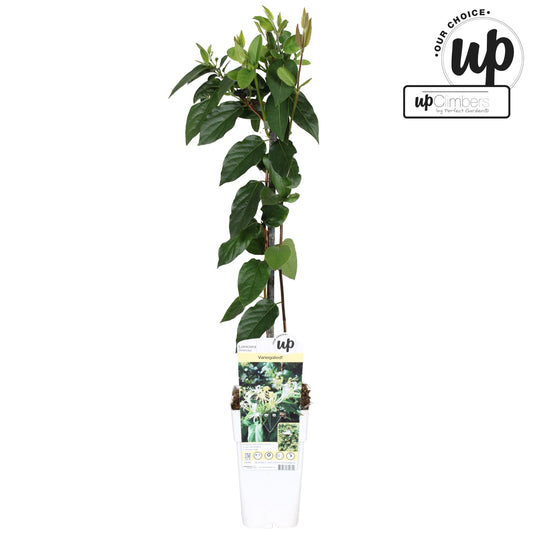 Lonicera sim. var. Delavayi 65cm 15cm Pot