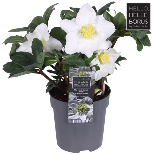 Helleborus niger Christmas Carol 20cm 10cm Pot