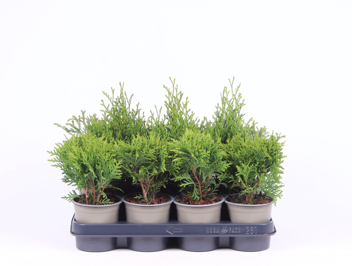 Thuja occidentalis 25cm 11cm Pot