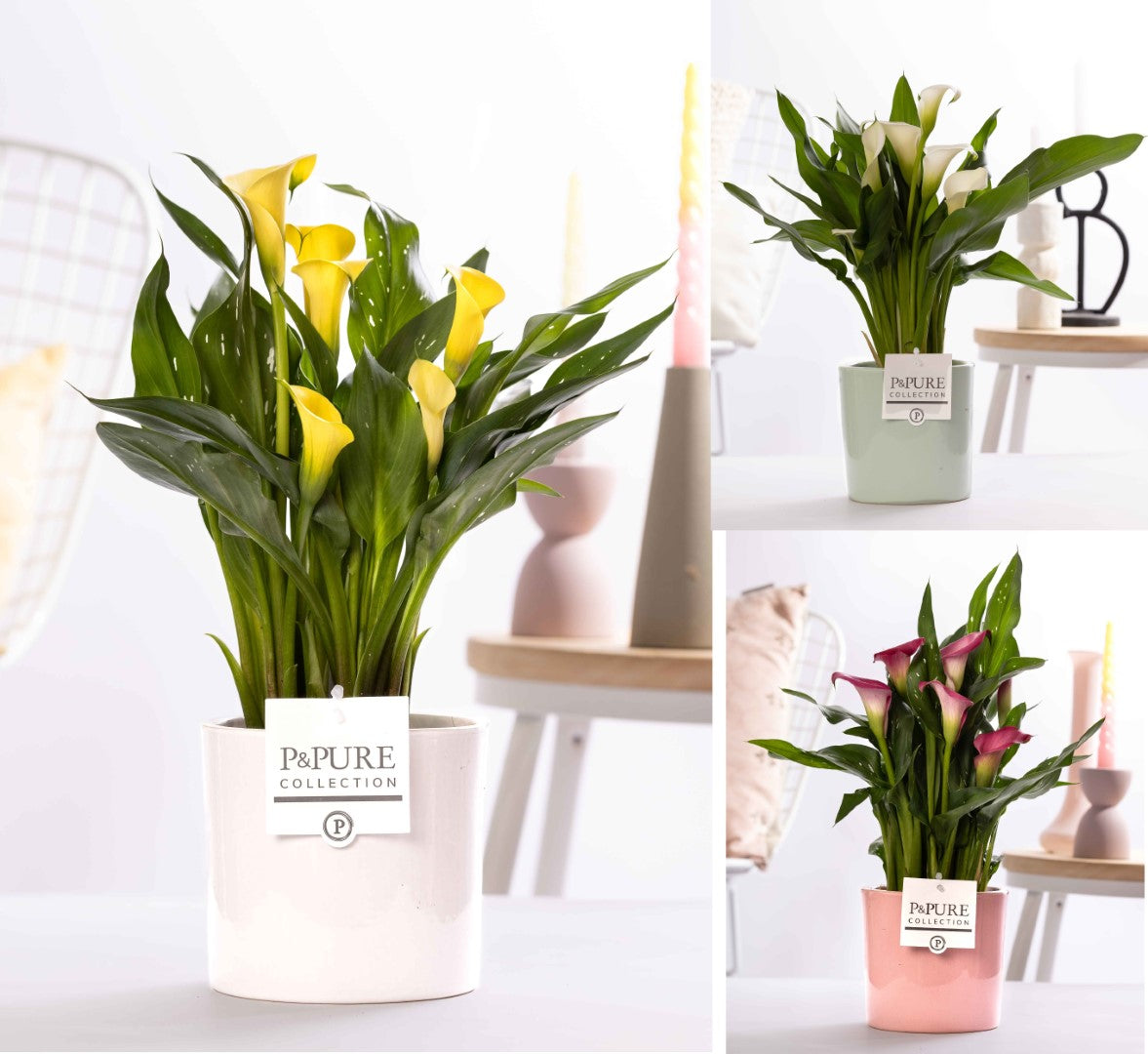 Zantedeschia 40cm 12cm Pot