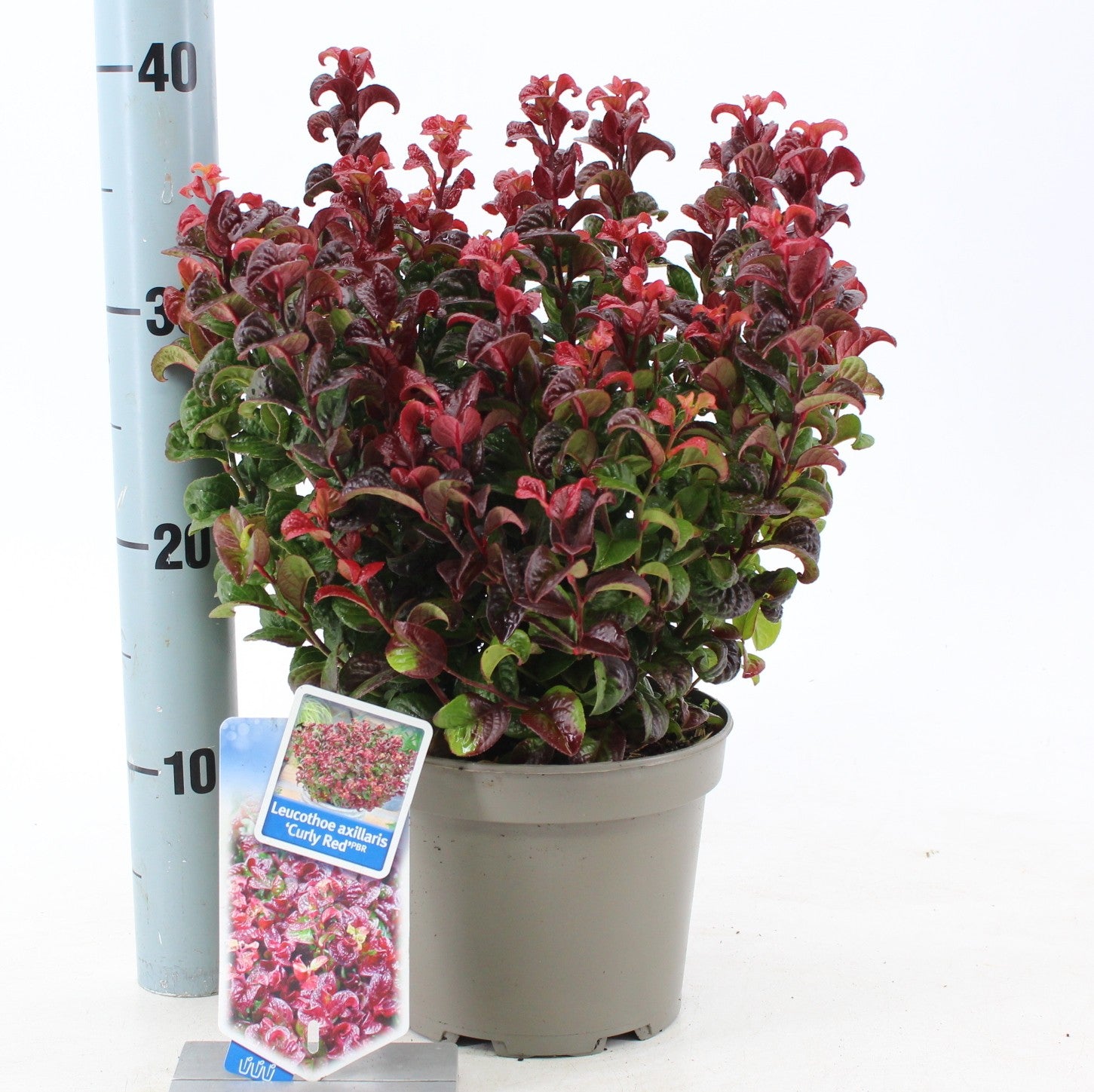 Leucothoe Curly Red 25cm 17cm Pot