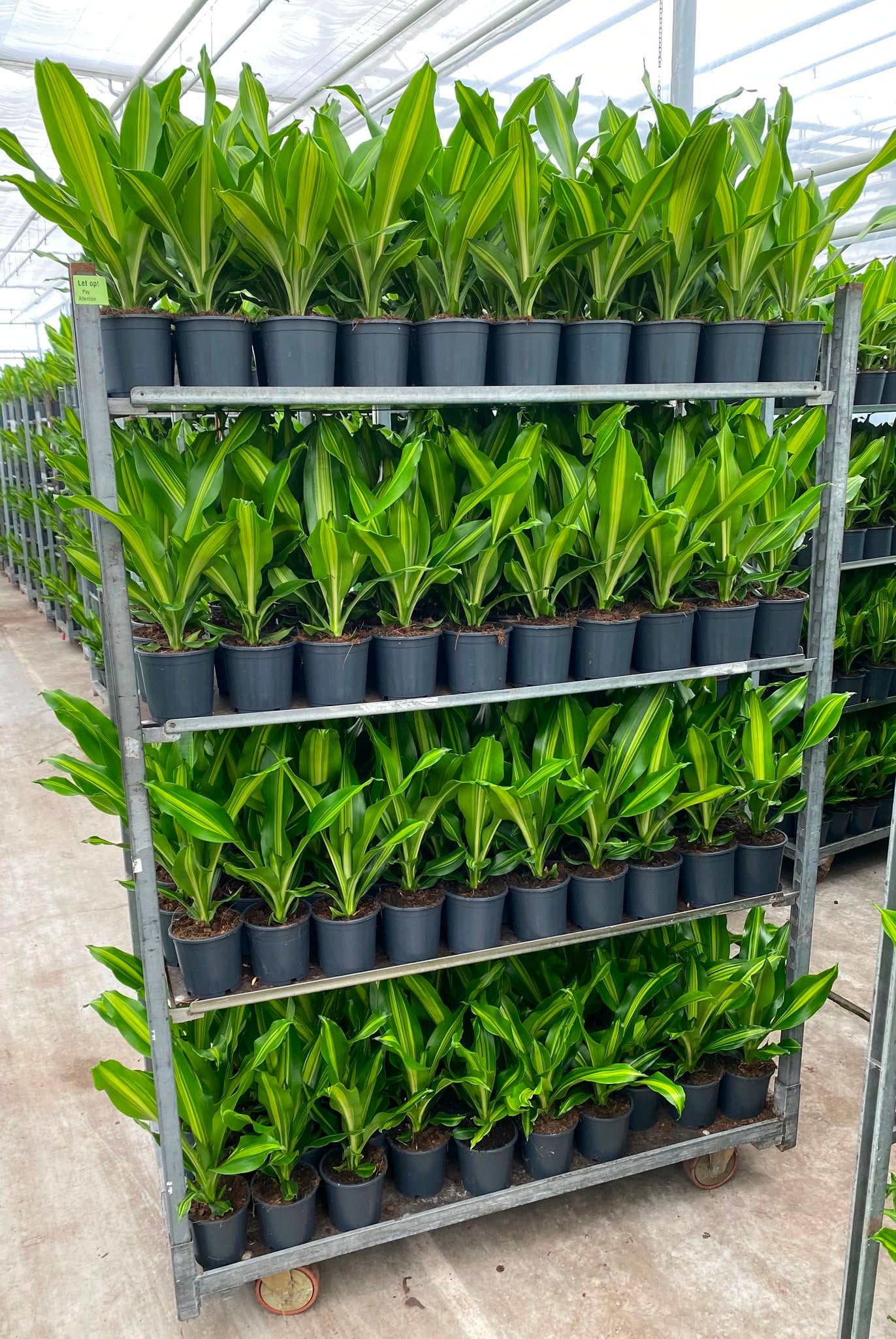 Ammerlaan Green Innovator Dracaena fragrans Burley Pack of 6