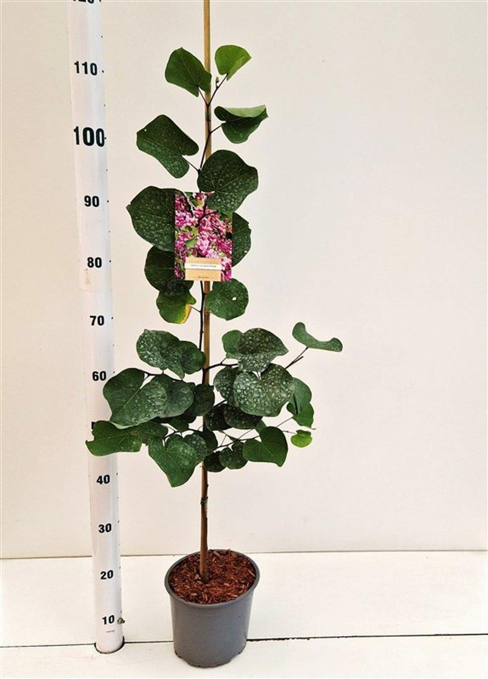 Cercis chinensis 90cm 19cm Pot