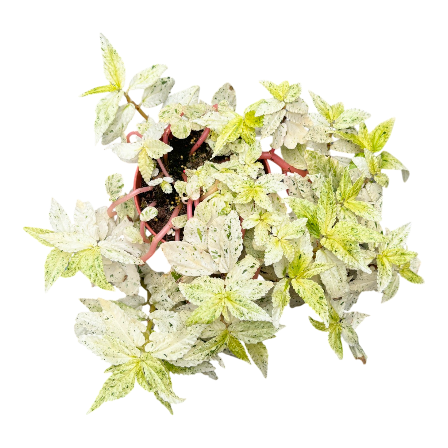 Pellionia repens 15cm 12cm Pot