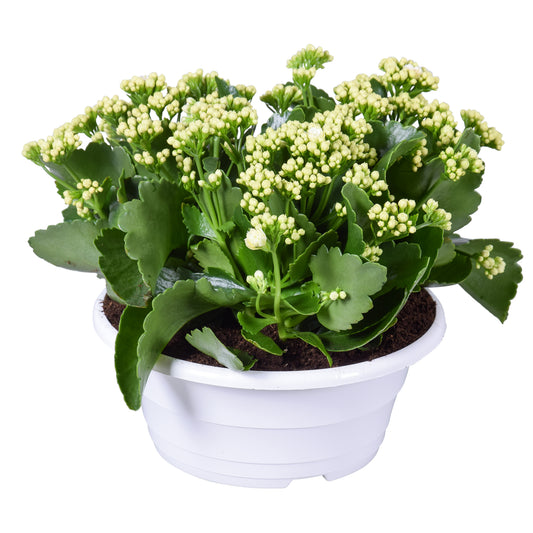 Kalanchoe Perfecta White 25cm 23cm Pot