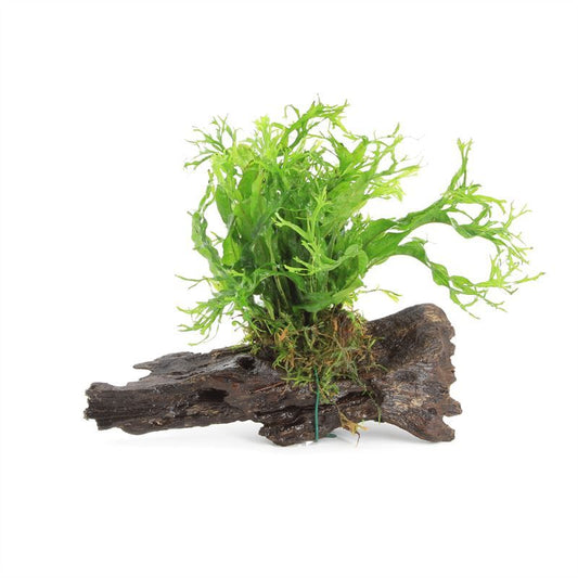 Microsorium pteropus 10cm 2cm Pot