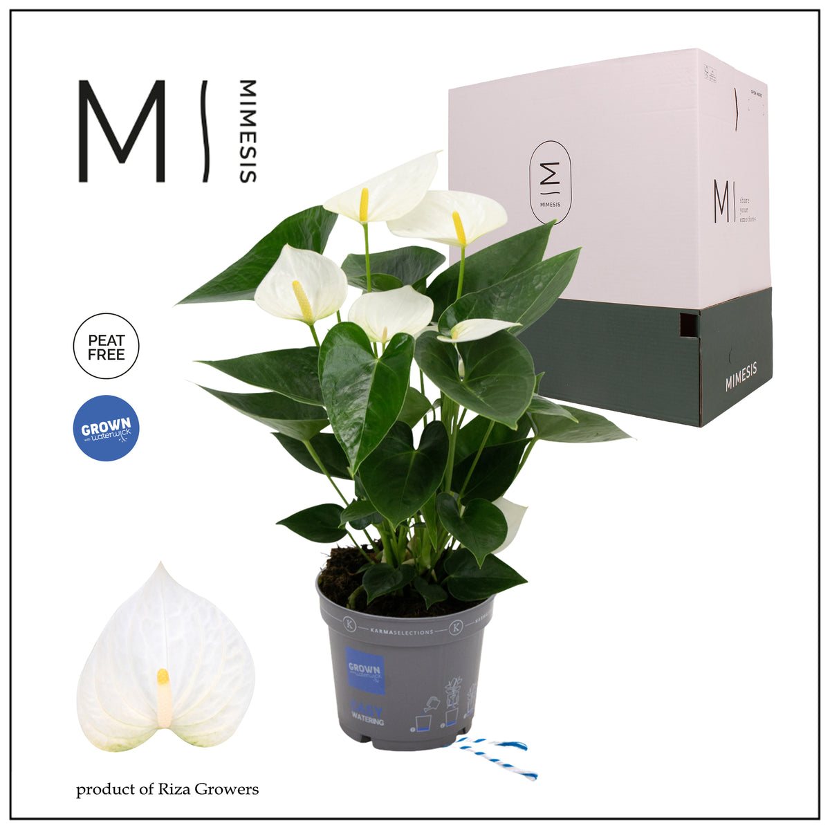 Anthurium Karma White 43cm 12cm Pot
