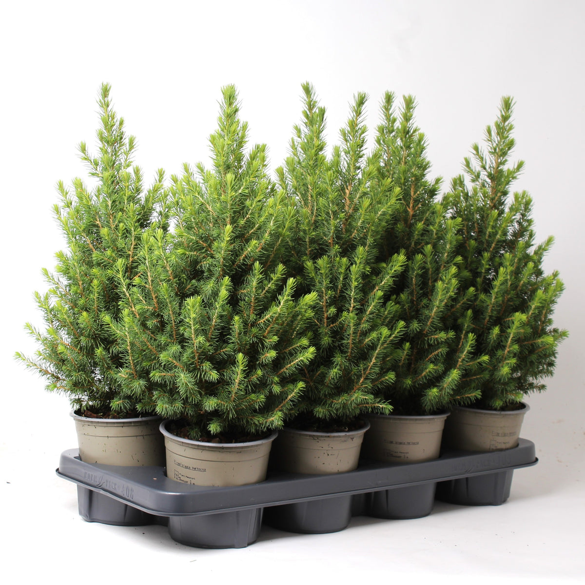 Picea gl. December 50cm 13cm Pot