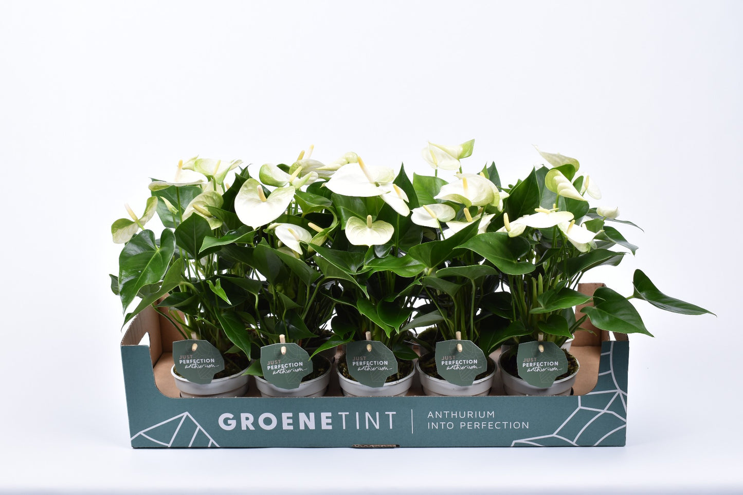 Groene Tint Anthurium Namora Pack of 10